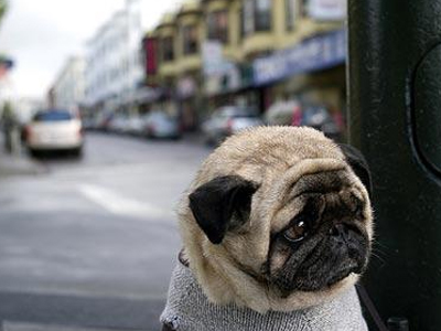 Χιλιάδες φίλοι για… το πιο λυπημένο σκυλί του κόσμου