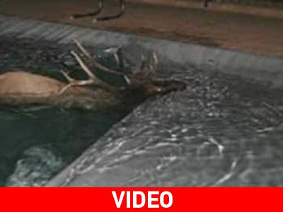 Ο τάρανδος και η πισίνα