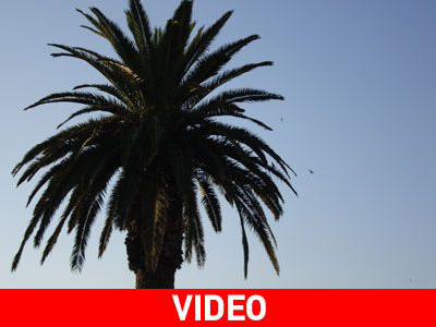 Βρήκαν τρόπο να σώσουν τους ελληνικούς φοίνικες