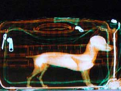 Μα πού έβαλα το τσιουάουα;