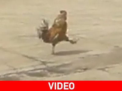 Ο στρατηγός… κόκορας