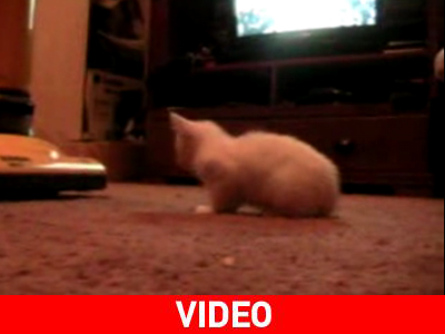 Ηλεκτρική σκούπα – γατάκι: Η πρώτη γνωριμία…