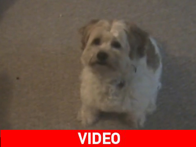 Κάτσε… Φτερνίσου… Καλό σκυλάκι… Κάτσε… Φτερνίσου… Καλό σκυλάκι…