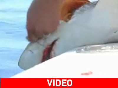 Η εκδίκηση του καρχαρία