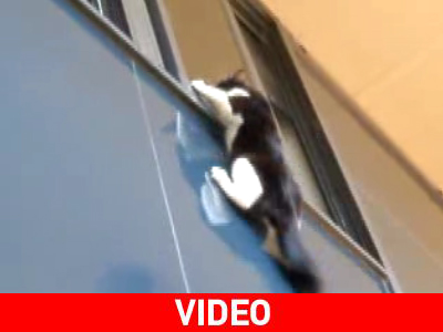 Η… Σπάιντερκατ