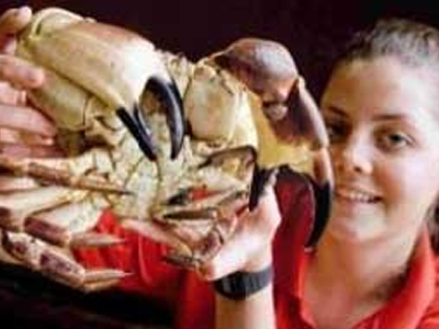 Κάβουρας με δύο… δεξιές δαγκάνες