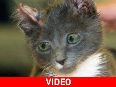 Σοκ: Ειδεχθή βασανιστήρια σε γατάκι που τελικά επιβίωσε