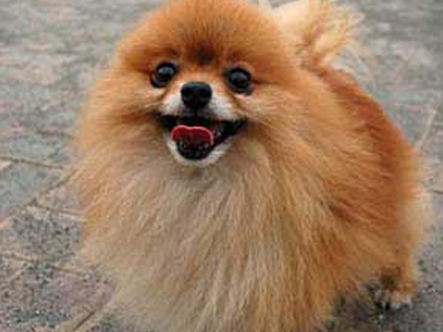 Έξωση από την πόλη σε ένα… σκυλάκι