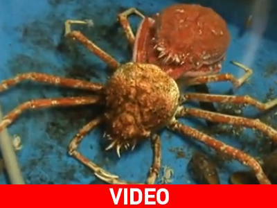 Έχετε δει καβούρι να… γδύνεται;