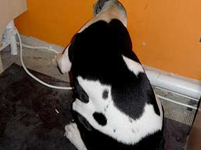 Η περιέργεια έφαγε… το σκύλο