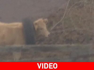 Αγελάδα με ένα λάστιχο για… κολάρο