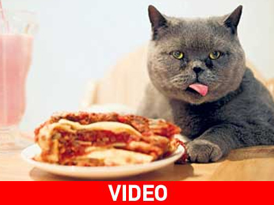 Ο… Garfield και τα λαζάνια