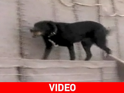 Η «Οδύσσεια» ενός σκύλου στο Αφγανιστάν