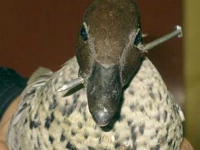 Κυνήγι πάπιας… για το καλό της