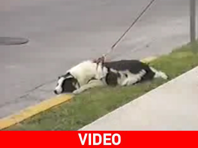 Σκύλος-«σβούρα»