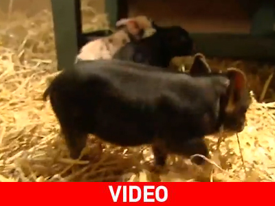 Μίνι-γουρουνάκια η νέα «τρέλα» στα βρετανικά σπίτια