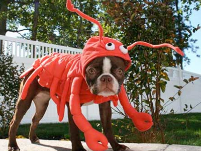 Γιατί τα σκυλιά απεχθάνονται… τις απόκριες