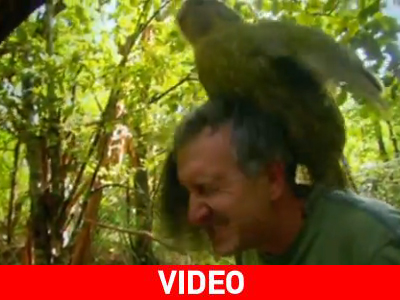 Παπαγάλος «επιτίθεται»… ερωτικά σε ζωολόγο