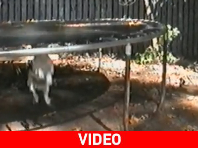 Πώς κάνεις τραμπολίνο… από την ανάποδη;