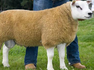 Το πρόβατο των… 263.000 ευρώ