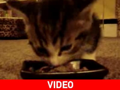 Ο γάτος που τρώει και… ακούς πως το χαίρεται