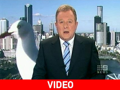 Γλάρος-γκοτζίλα στη Μελβούρνη