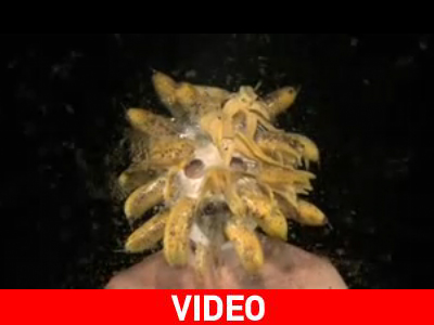 Να κάποιος που ανατινάζει μπανάνες στο πρόσωπό του