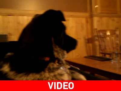 Σκύλος βλέπει… οικογενειακά βίντεο