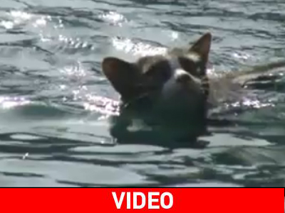 Ποιος είπε ότι οι γάτες δεν ξέρουν κολύμπι;