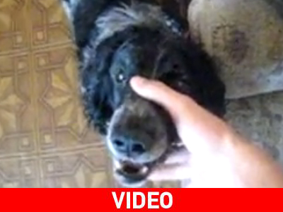 Σκύλος… ράπερ