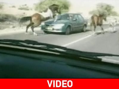 Άλογο πηδάει πάνω από αυτοκίνητο