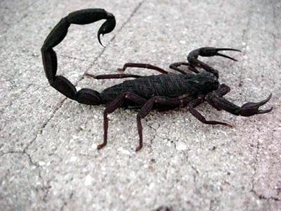 Σκορπιοί μέσω… ταχυδρομείου