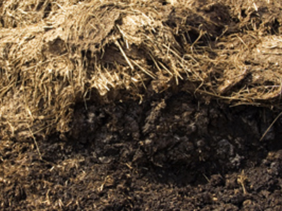 «Καθαρή» ενέργεια από… κοπριά αγελάδων