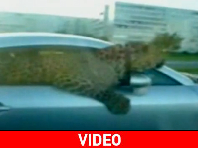 Λεοπάρδαλη απολαμβάνει μια βόλτα με αμάξι