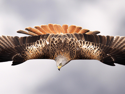 Ένα «δάσος» από φωτογραφίες στην καρδιά της Αθήνας