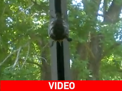 Αυτό μάλιστα, είναι… χελωνονιντζάκι!