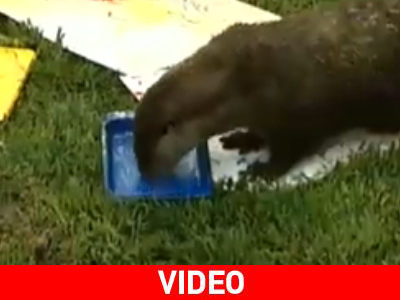 Ενυδρίδα με… καλλιτεχνικές ανησυχίες Ενυδρίδα με… καλλιτεχνικές ανησυχίες