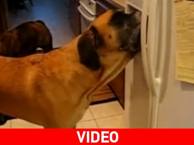 Σκύλος πίνει νερό κατευθείαν από το ψυγείο Σκύλος πίνει νερό κατευθείαν από το ψυγείο