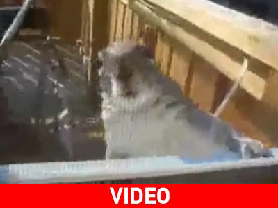 Τι θέλει αυτός ο σκίουρος;