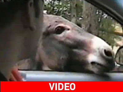 Γαϊδουρινή… επιμονή Γαϊδουρινή… επιμονή