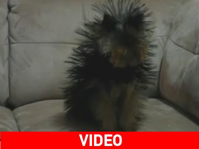 Σκύλος μαθαίνει για τα μέτρα του ΔΝΤ