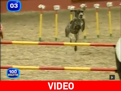 Σκύλος γεννημένος για επιδείξεις…