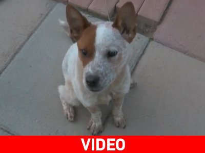 Κουτάβι, τι έκανες εκεί;