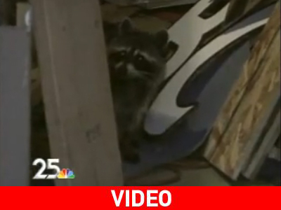 Απρόσκλητος επισκέπτης σε στούντιο πρωινής εκπομπής