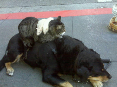 Ορκισμένοι… εχθροί