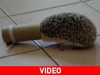 Ο περίεργος σκαντζόχοιρος…