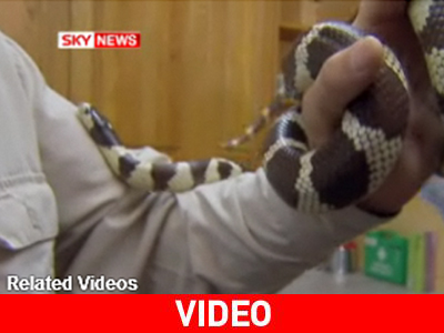 Δηλητηριώδη φίδια… στον κόρφο του Δηλητηριώδη φίδια… στον κόρφο του