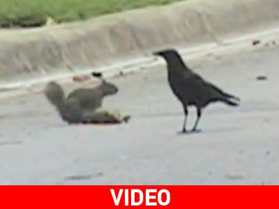 Σκίουρος προστατεύει το φίλο του από τα κοράκια