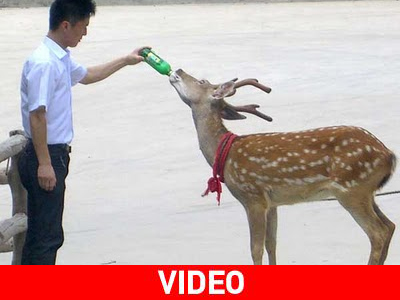 Αλκοτέστ… με κέρατα