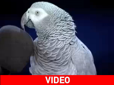 Ο παπαγάλος Einstein ξαναχτυπά…